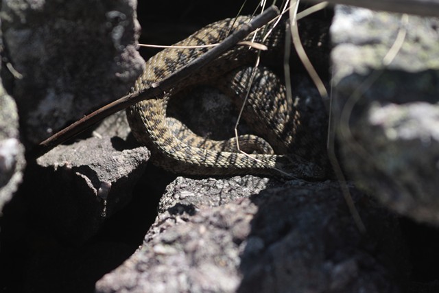 vipera berus